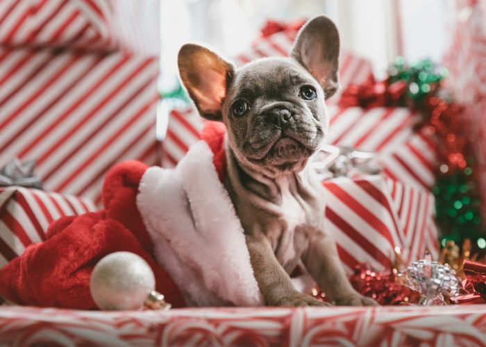 brindle French bulldog puppy in Santa hat